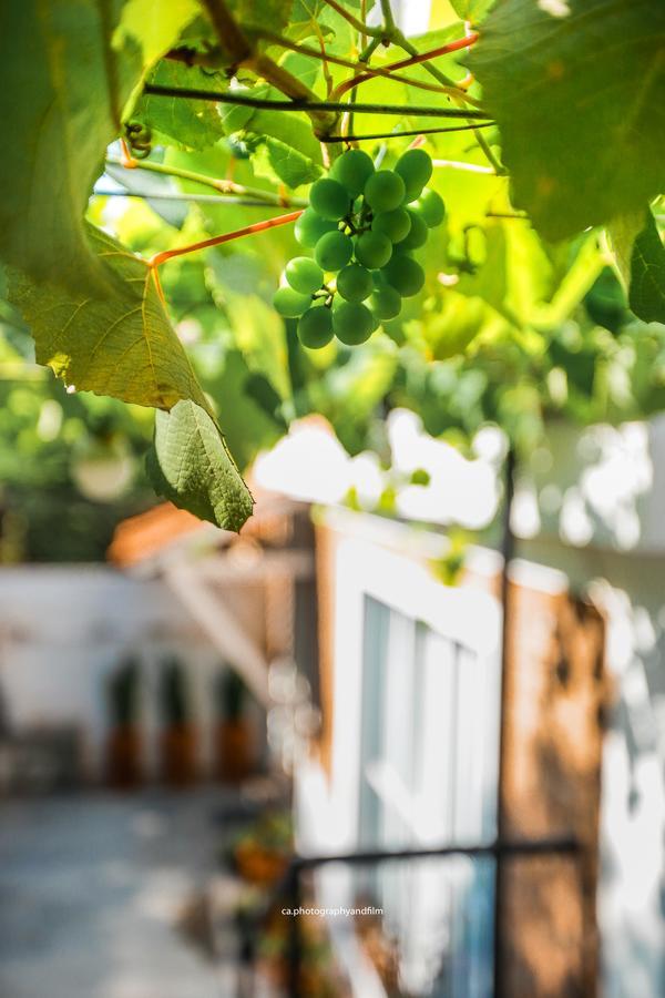 Grape Wine Albergue